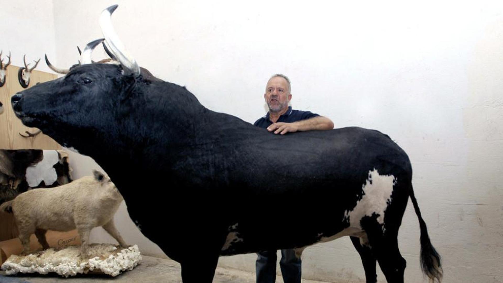 El toro Ratón, disecado con gesto desafiante