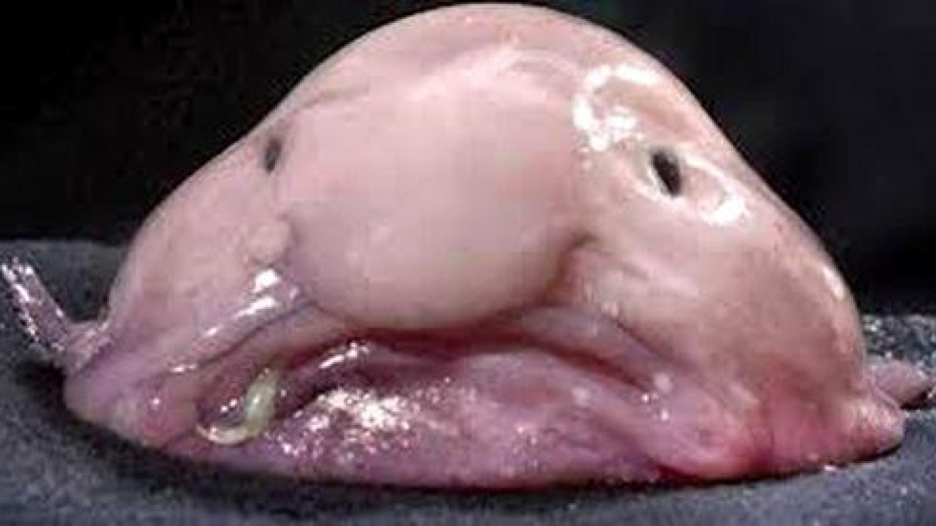 El animal m&aacute;s feo del mundo
