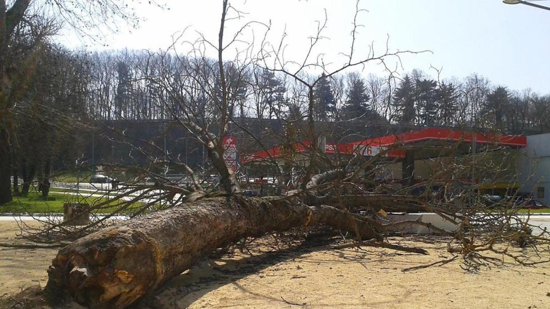 Dos informes avalan que la obra de Trinitarios no afect&oacute; en la ca&iacute;da del &aacute;rbol