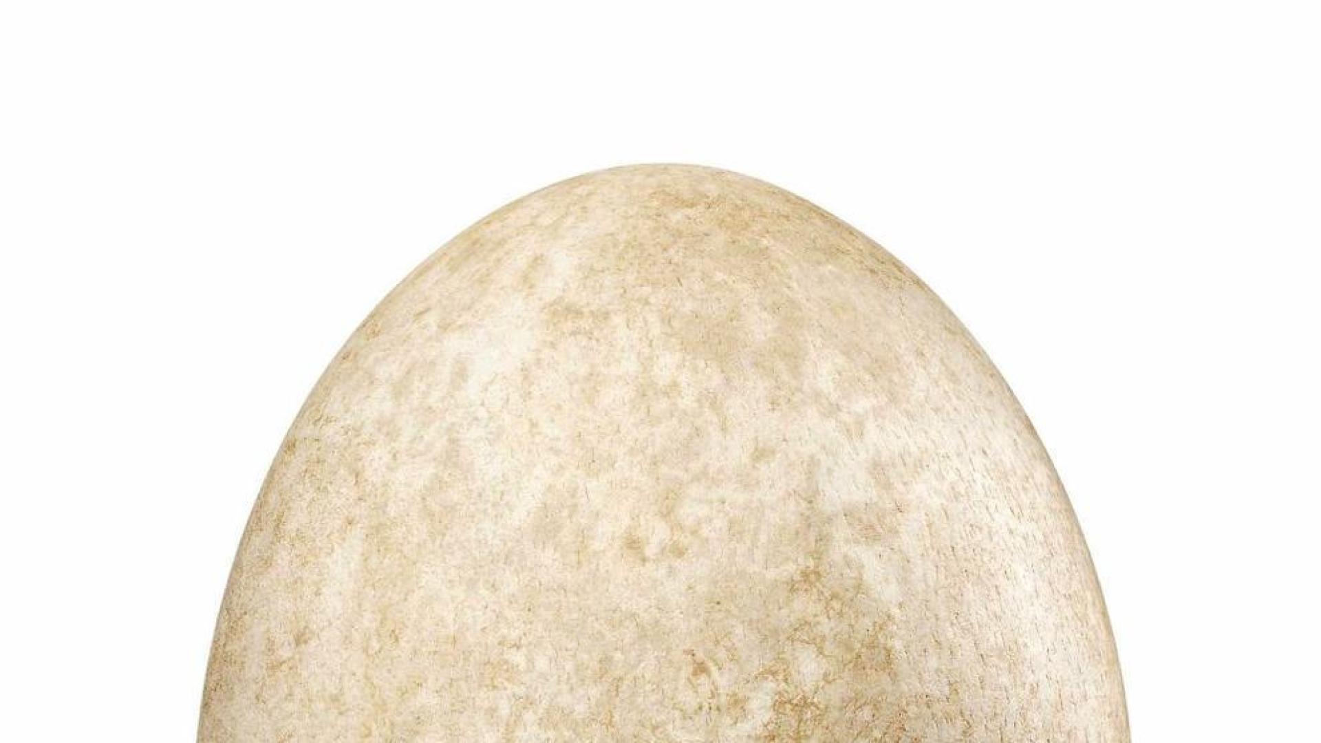 Pagan casi 150.000 euros por un huevo de ave elefante