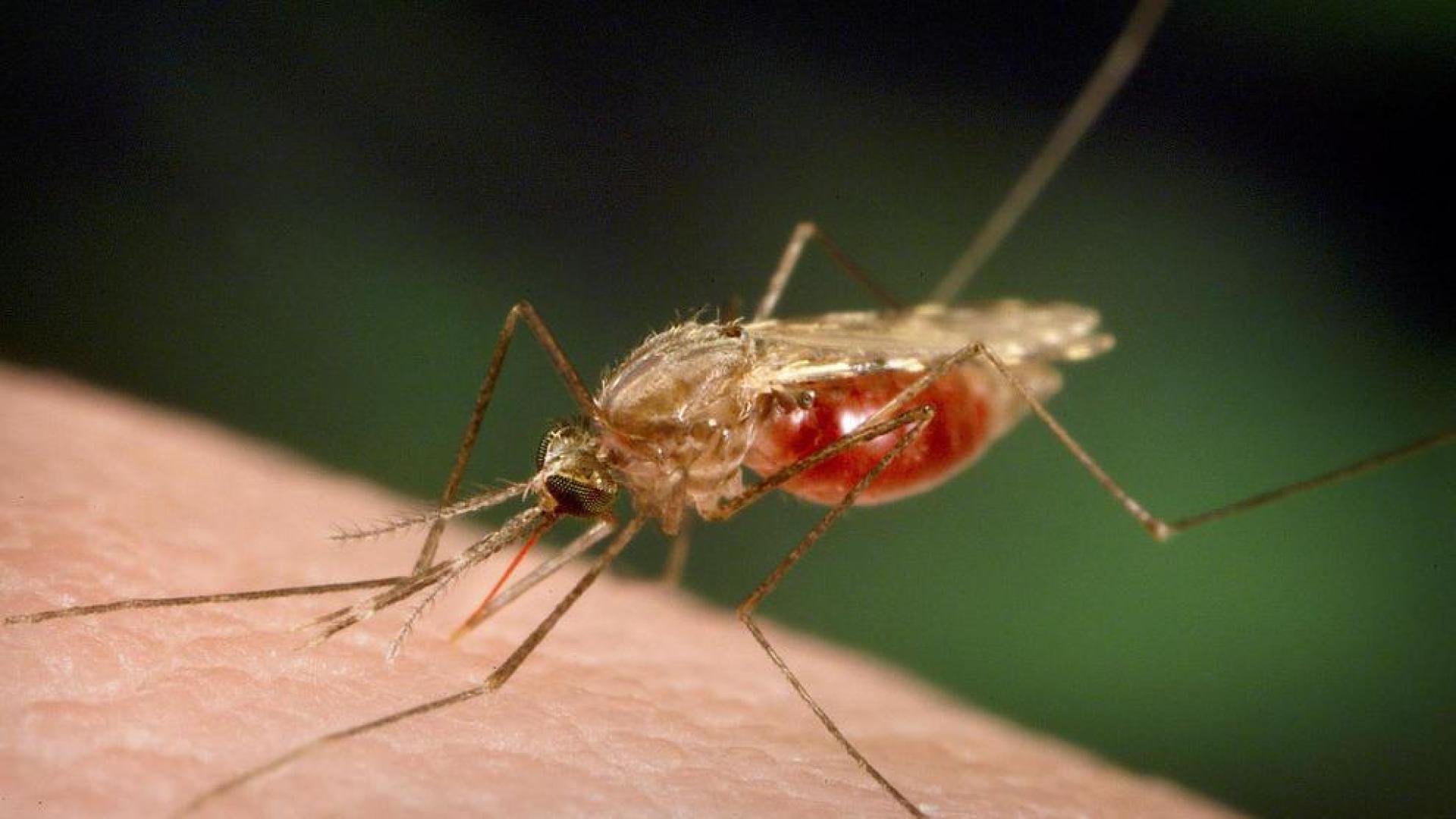 El mosquito de la malaria, inmune contra el DDT