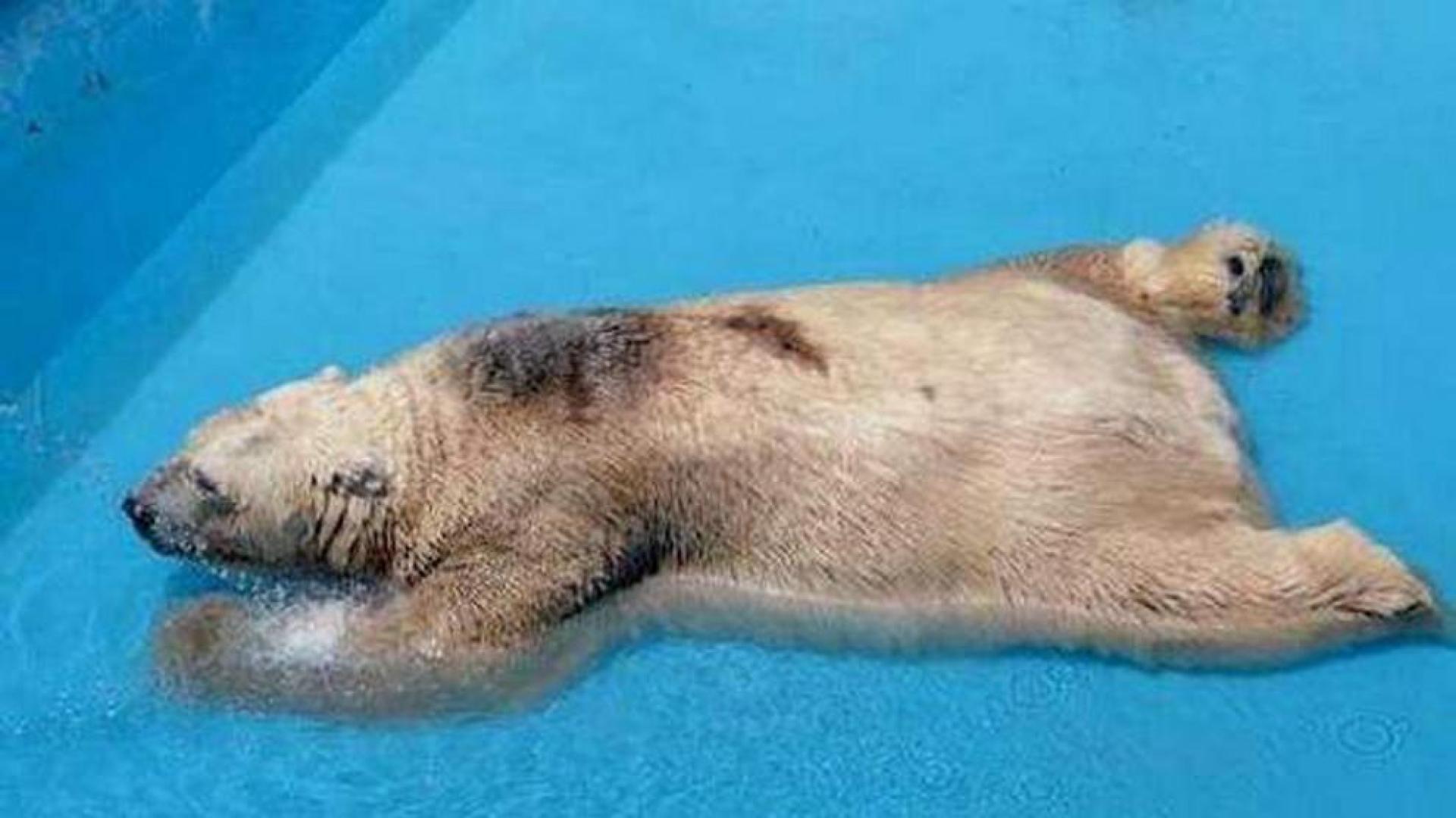 Firmas para rescatar a Arturo, el animal más triste del mundo