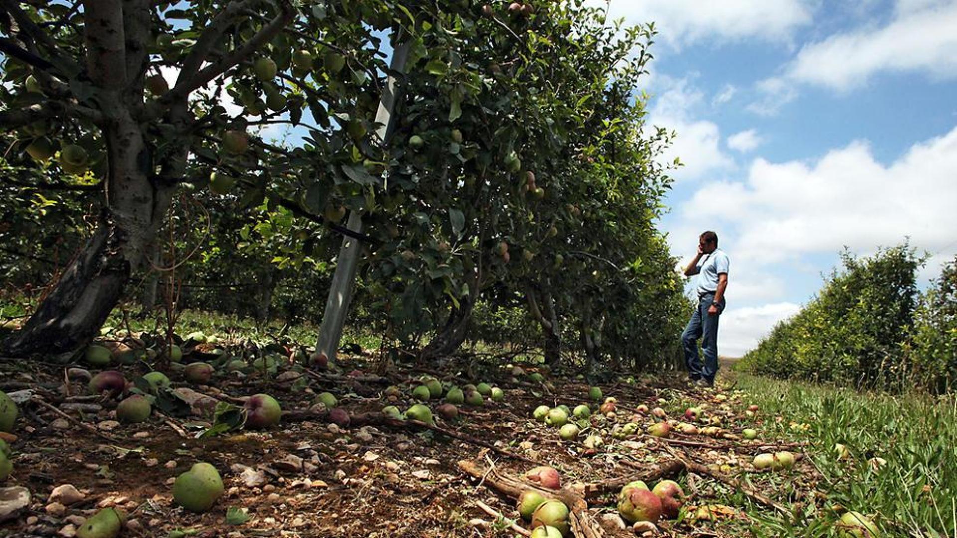 Agroseguro pag&oacute; 26,5 millones en 2013 a los productores navarros