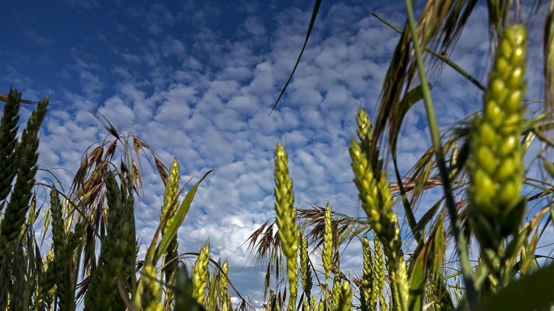 La cosecha de cereal en Navarra ser&aacute; similar a la &ldquo;excepcional&rdquo; de 2013