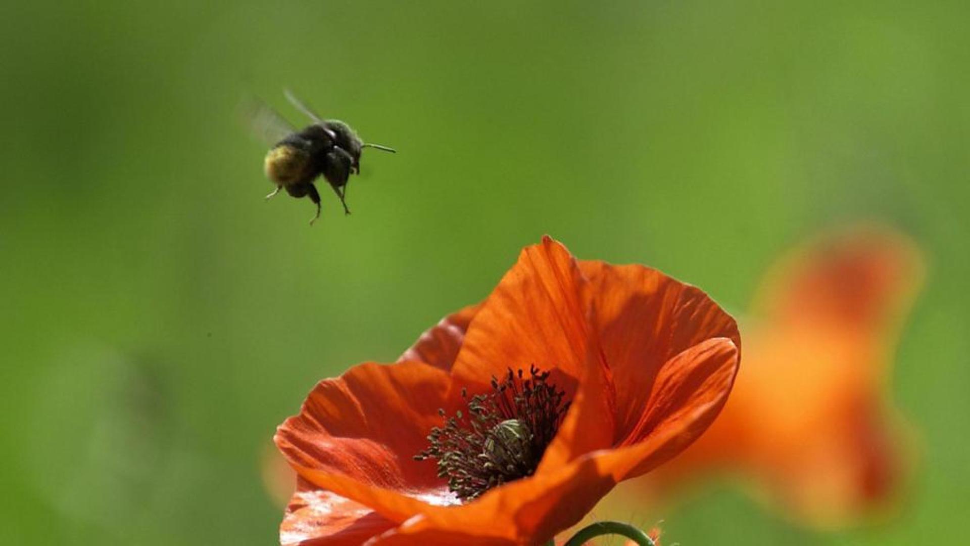 Chile podría ser el último refugio de las abejas en 15 años