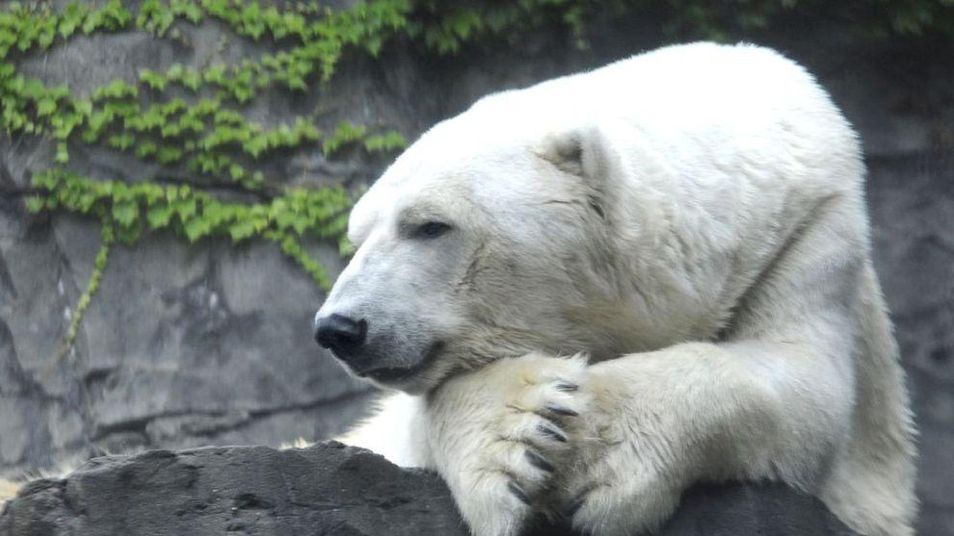 Muere el oso polar del zoo de Central Park