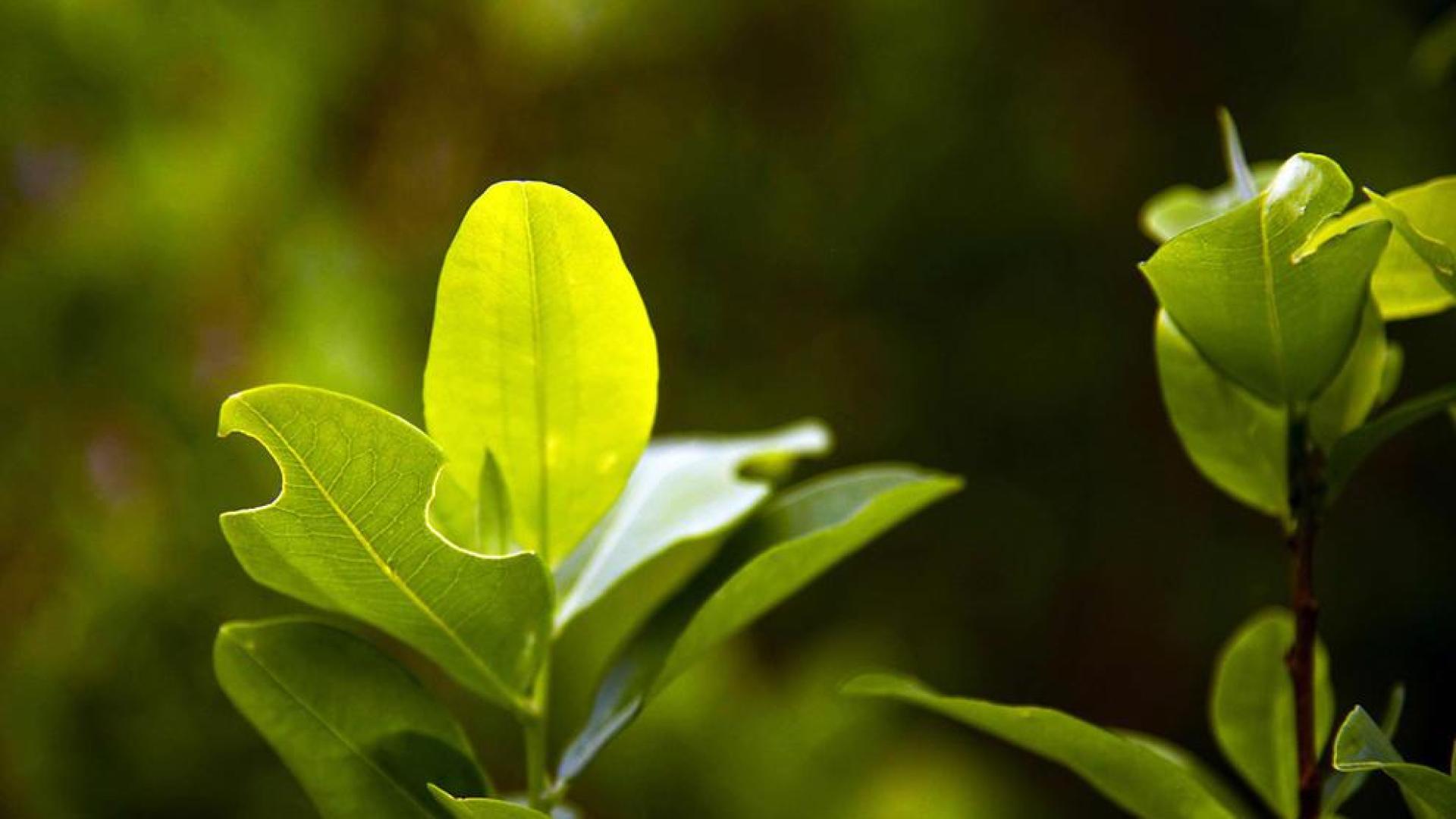 Proponen una tasa a la producci&oacute;n de hoja de coca en Bolivia