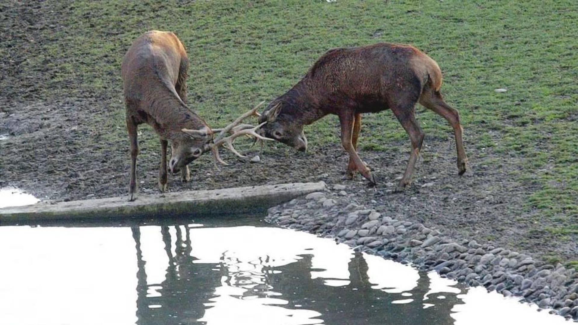 Ciervos en el parque de la Taconera de Pamplona.