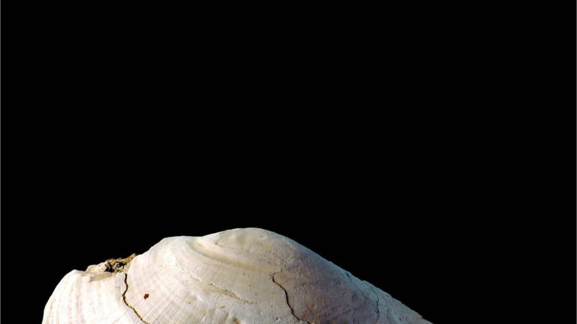 El Homo Erectus grababa sobre mejillones hace medio millón de años