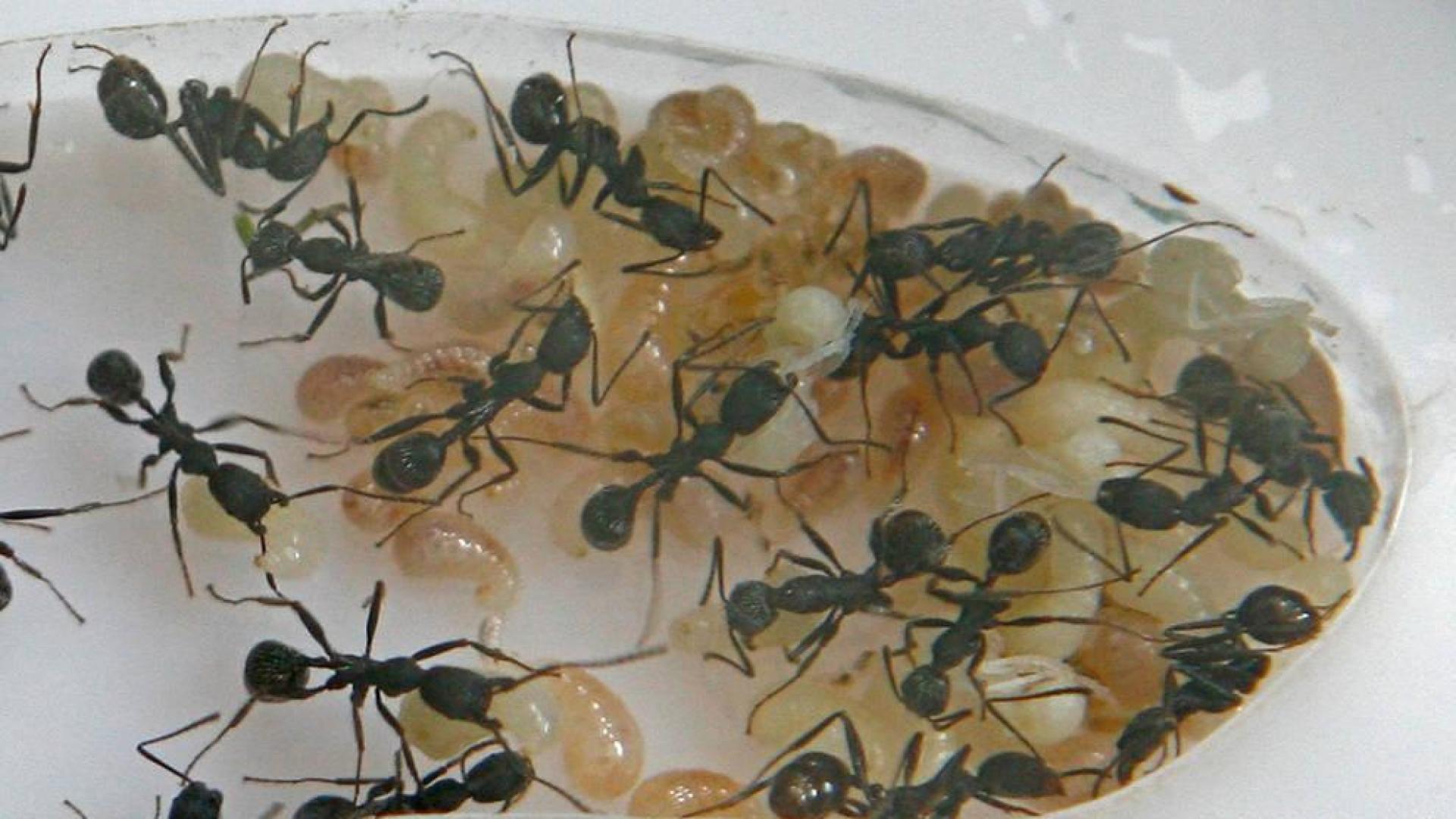 Las hormigas que repitieron su evolución