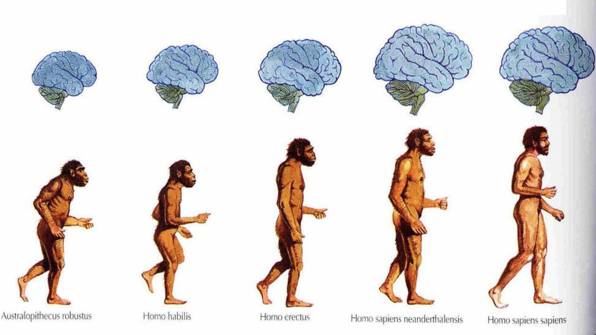 Diez dientes hallados desvelan un Homo erectus más diverso
