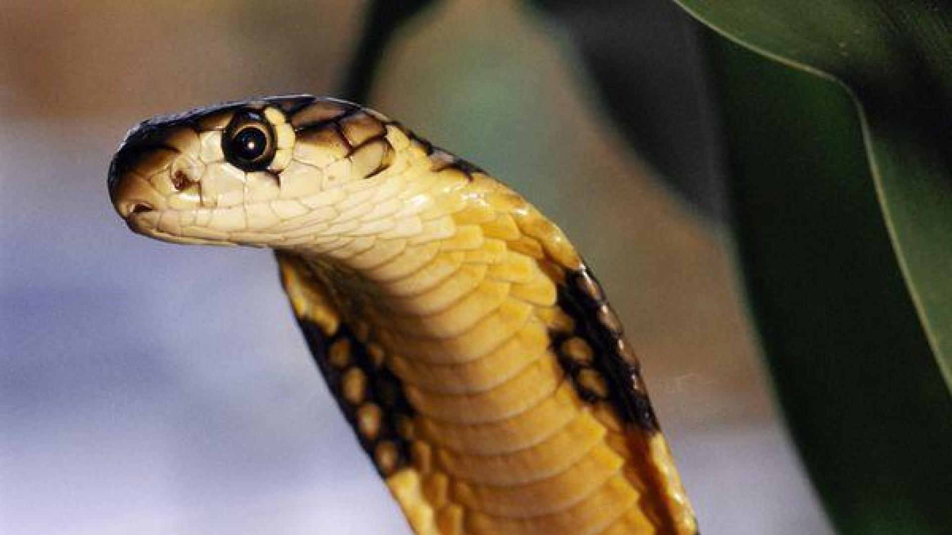 Un campesino nepalí mata a mordiscos a una serpiente