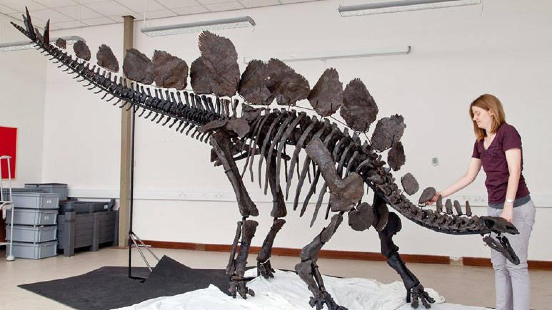 Estegosaurio del Museo de Historia Natural de Londres.