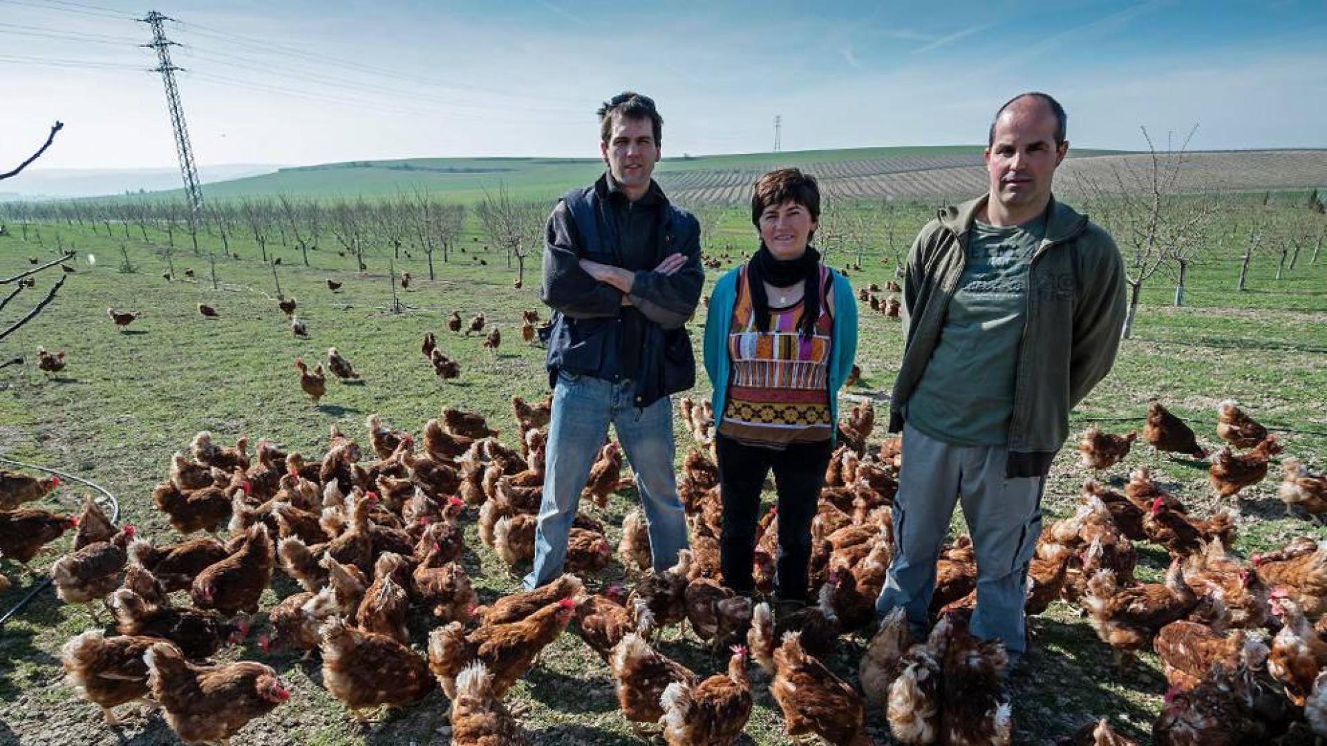 Una sociedad de avicultura alternativa lanza una marca de huevos navarros
