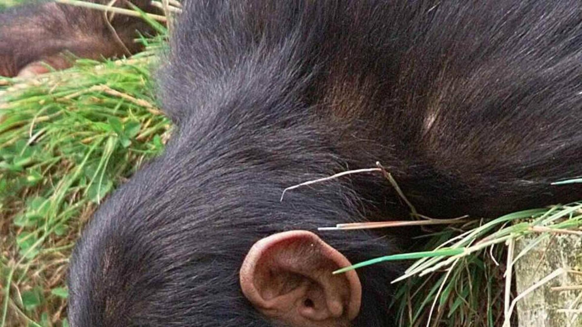 Una especie de chimpancé africano, cerca de la extinción