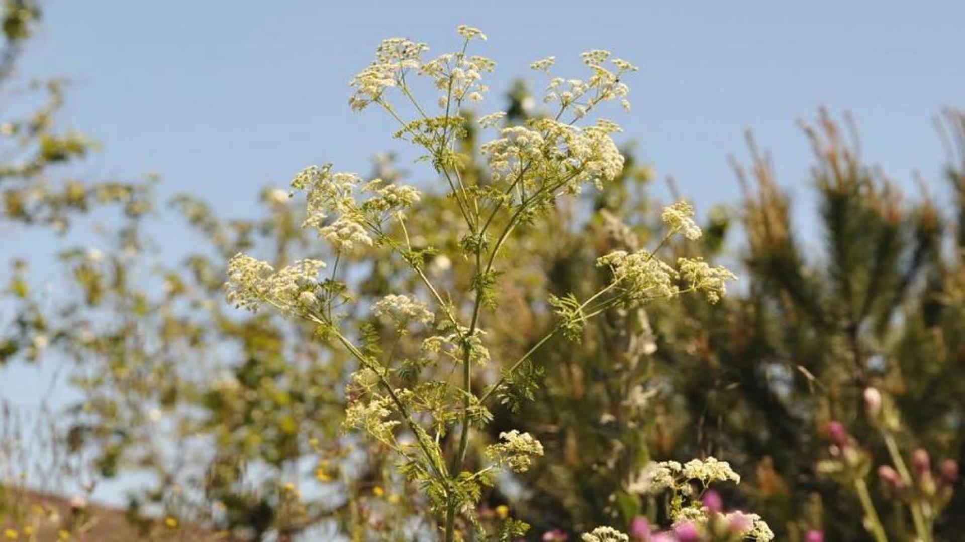 La cicuta: venenosa, fétida y más cerca de lo que piensas