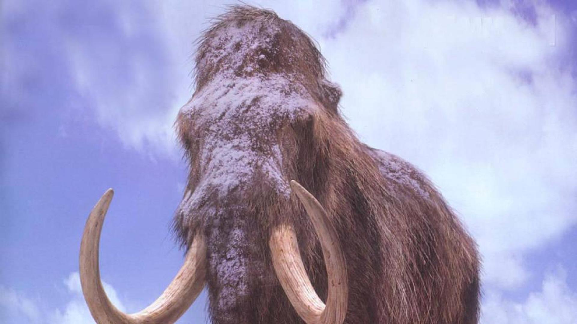 El hombre, y no un asteroide, provocó la extinción del mamut