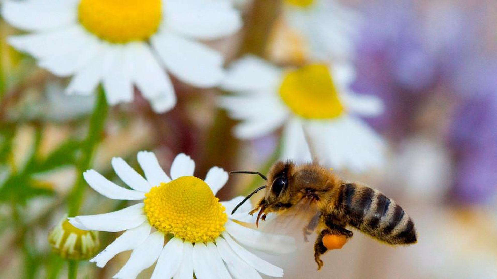 Las abejas aterrizan gracias a un piloto automático biológico