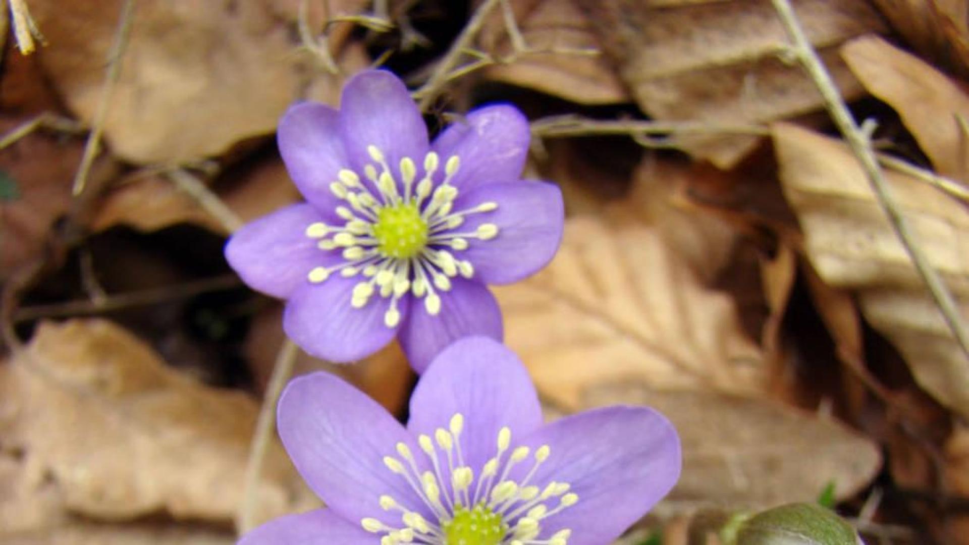 Las propiedades de las plantas medicinales, en Civivox Mendillorri