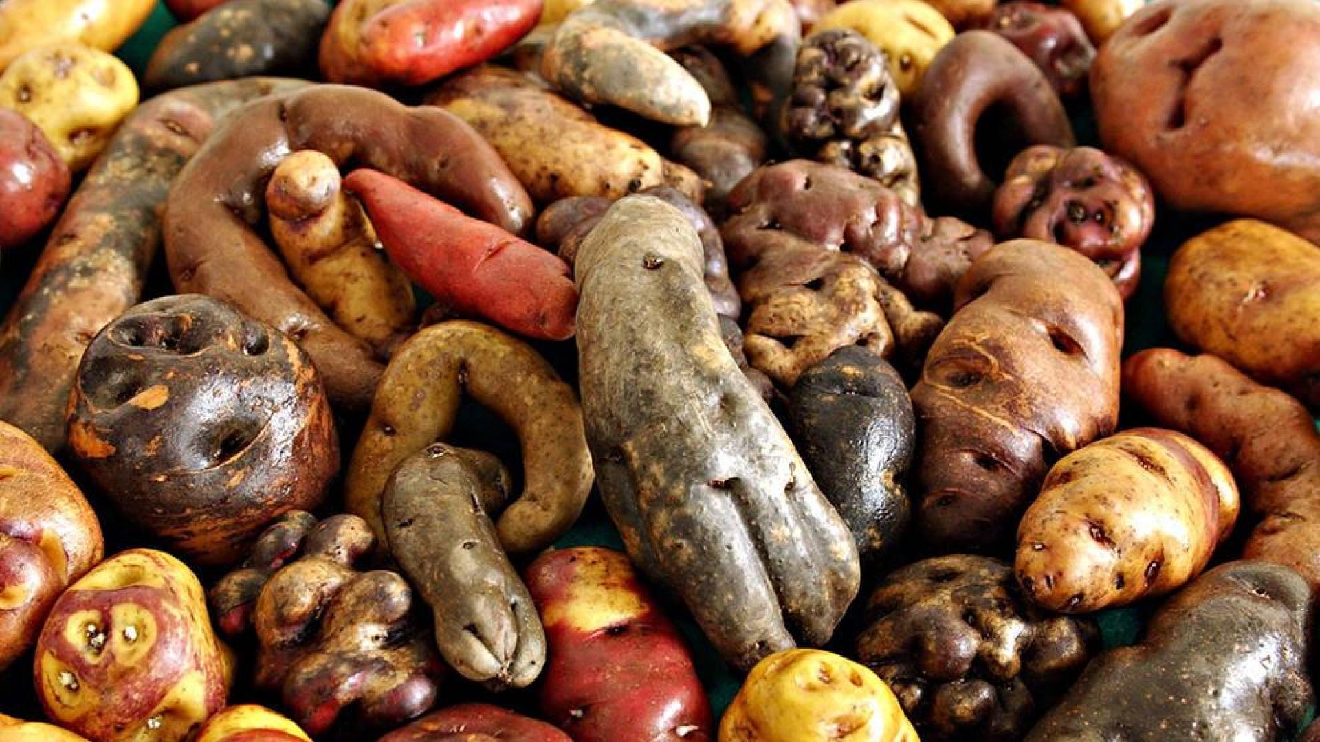 Perú celebra su día nacional de la patata, con 4.300 variedades