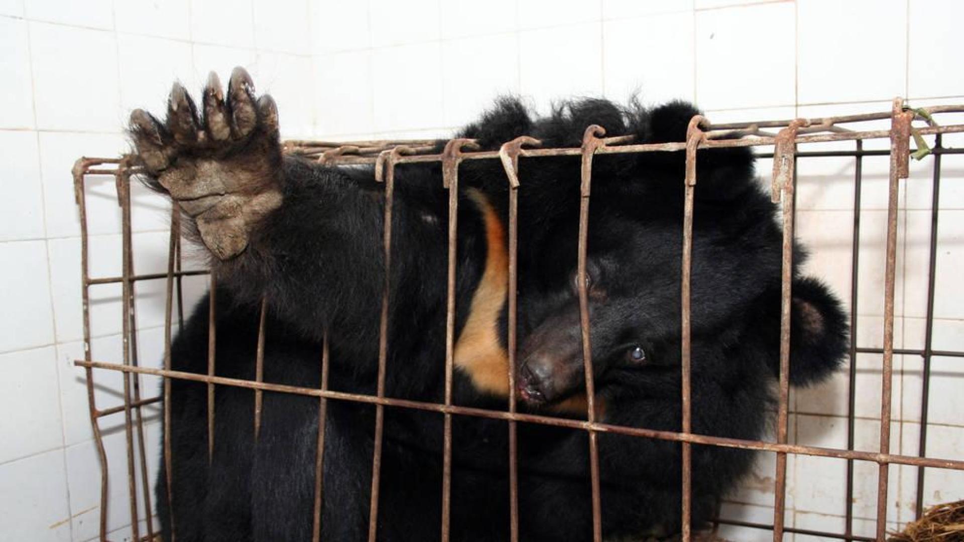 Un ejemplar de Oso Luna.