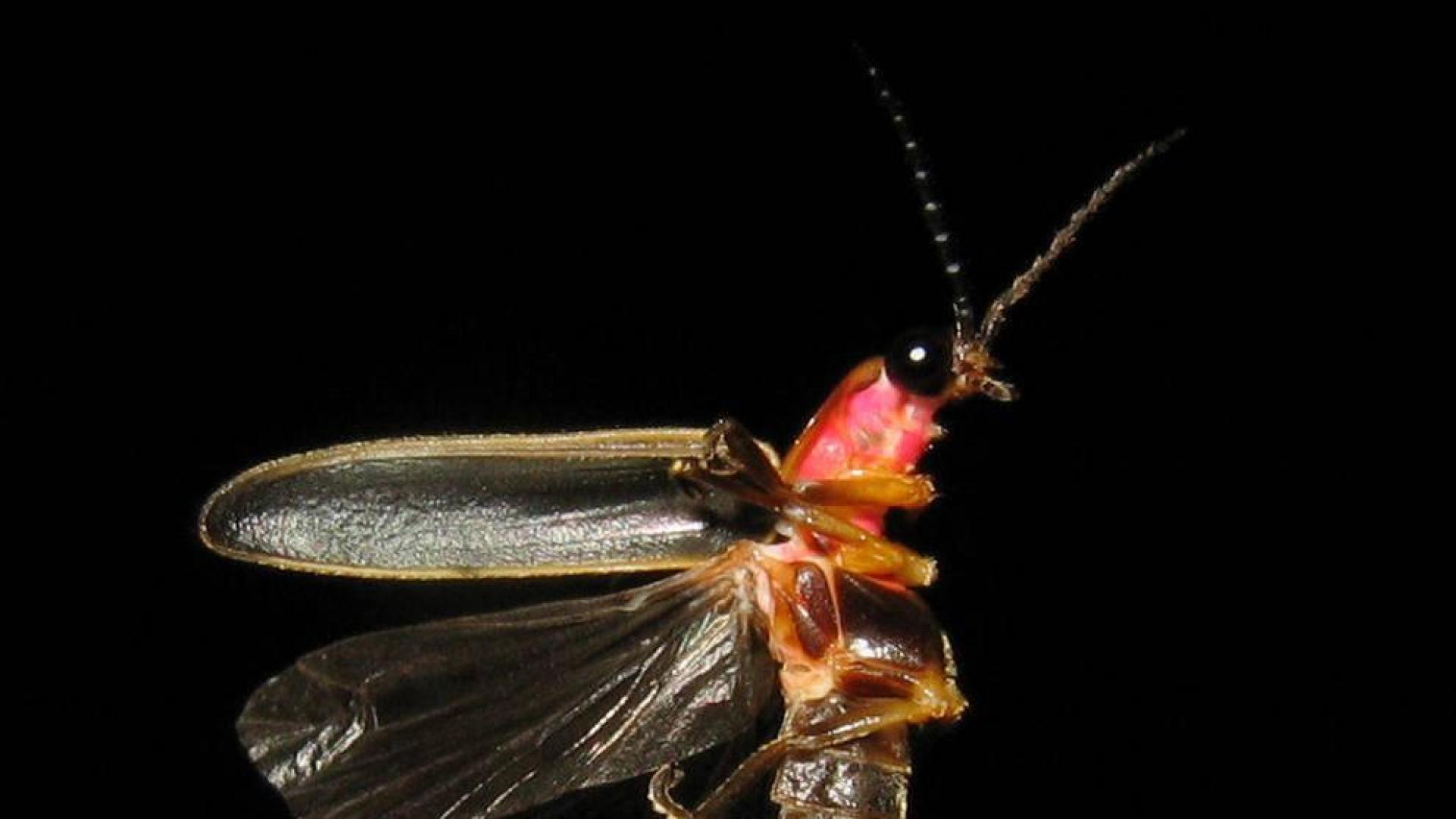 El apasionante mundo del sexo en el reino animal