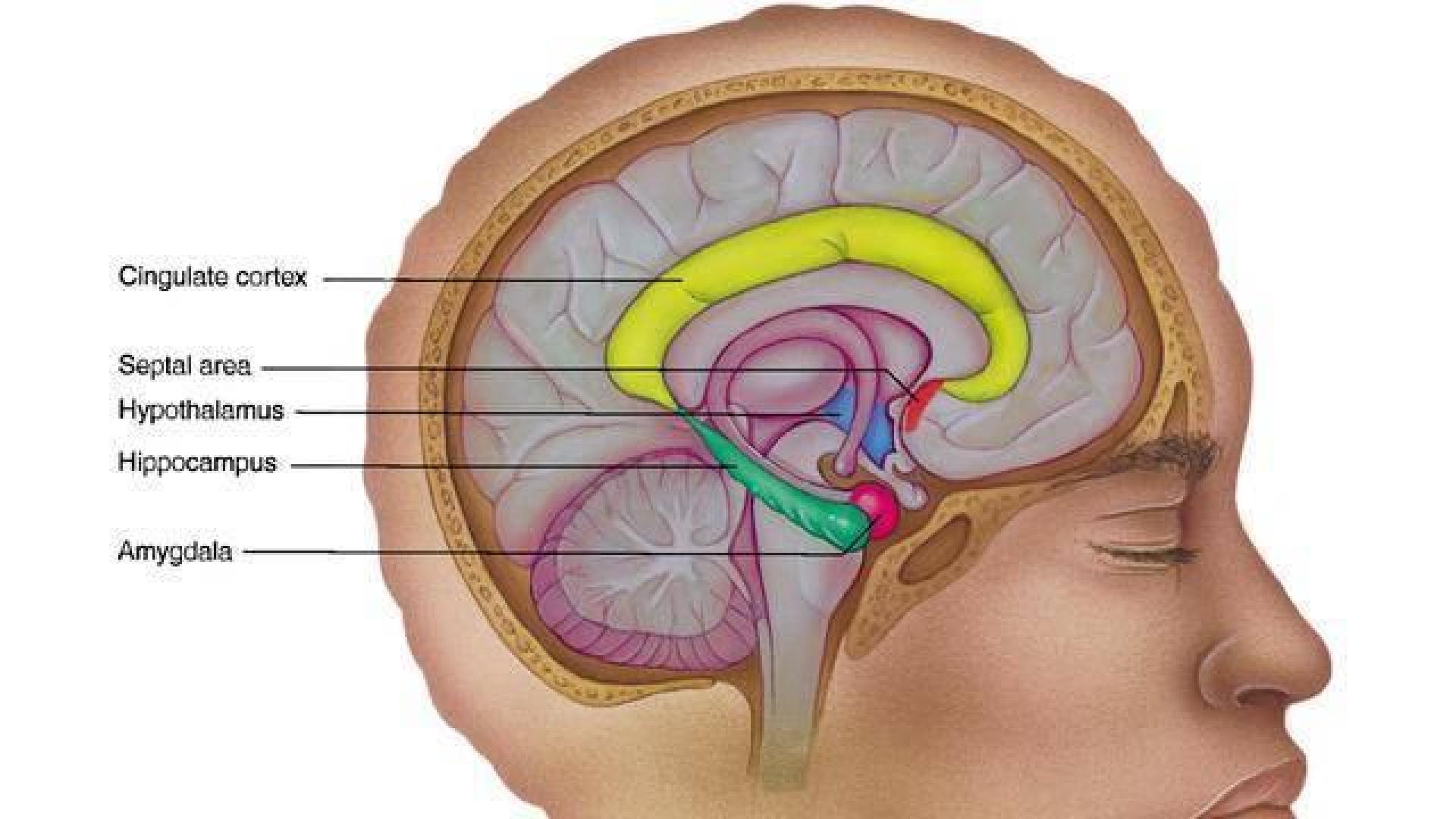Nuevas pistas sobre cómo se fijan los recuerdos