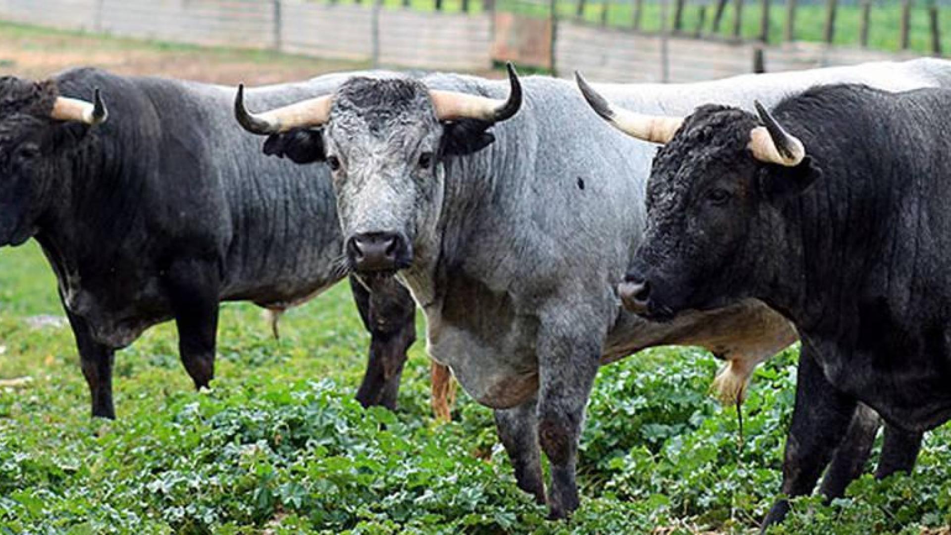 El toro de lidia, raza única en el mundo en cuanto a su genética