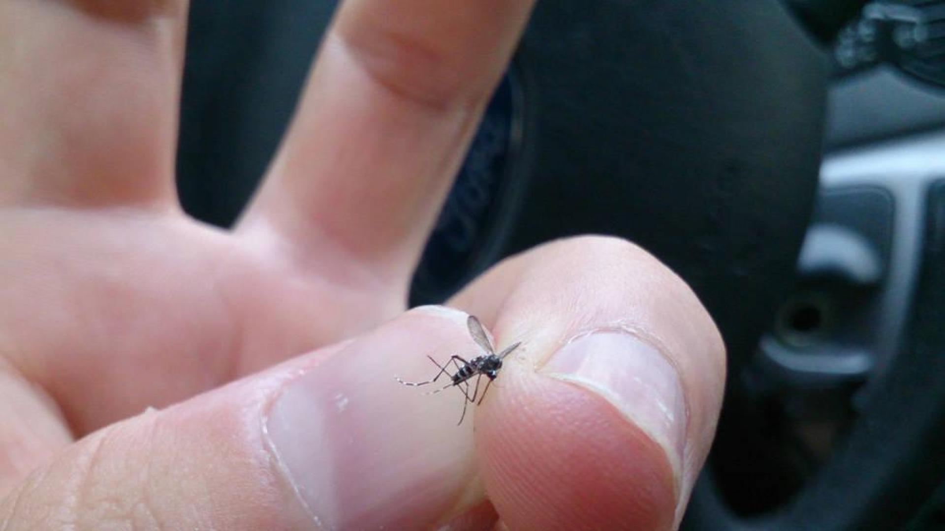 Controles en carretera en busca del mosquito tigre