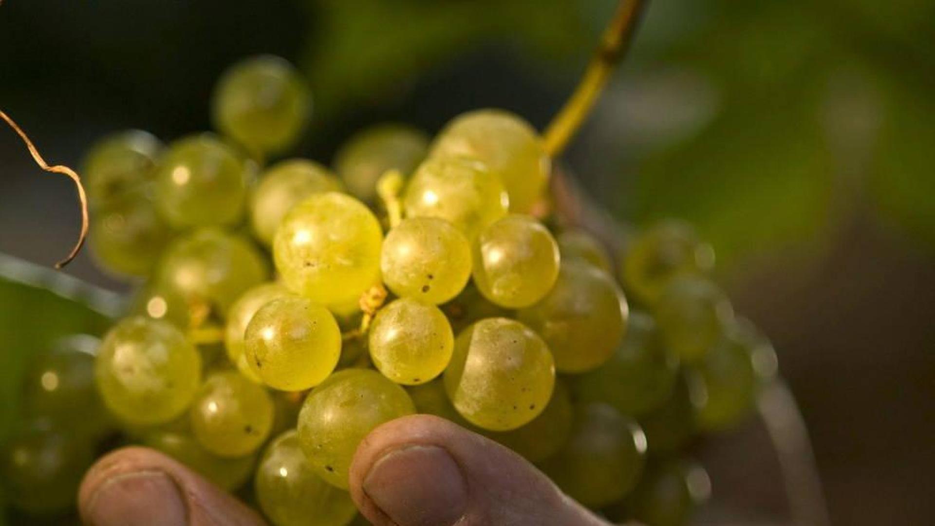 5 beneficios de tomar vino a diario