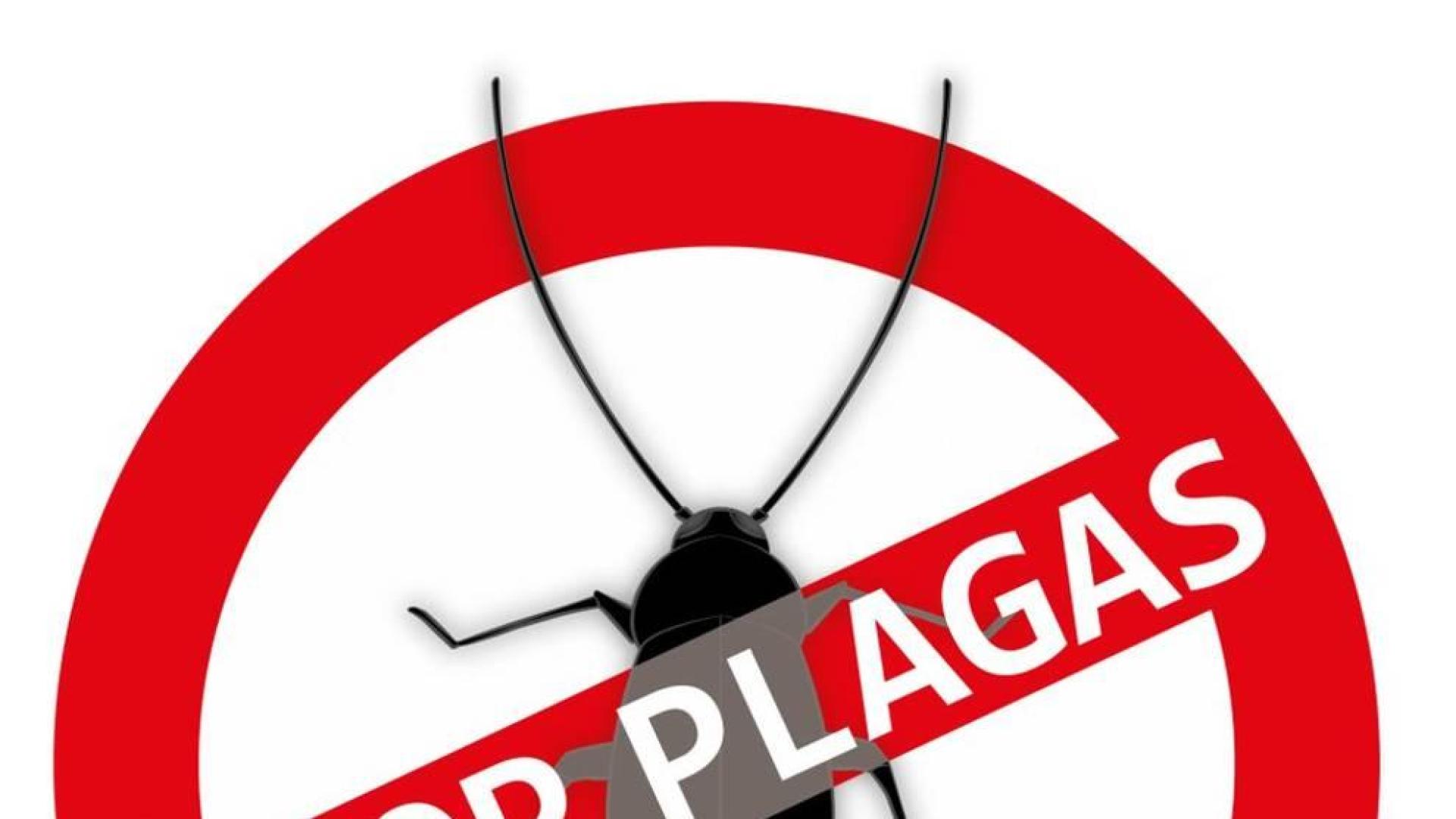 La "reina" de las plagas es la de las cucarachas