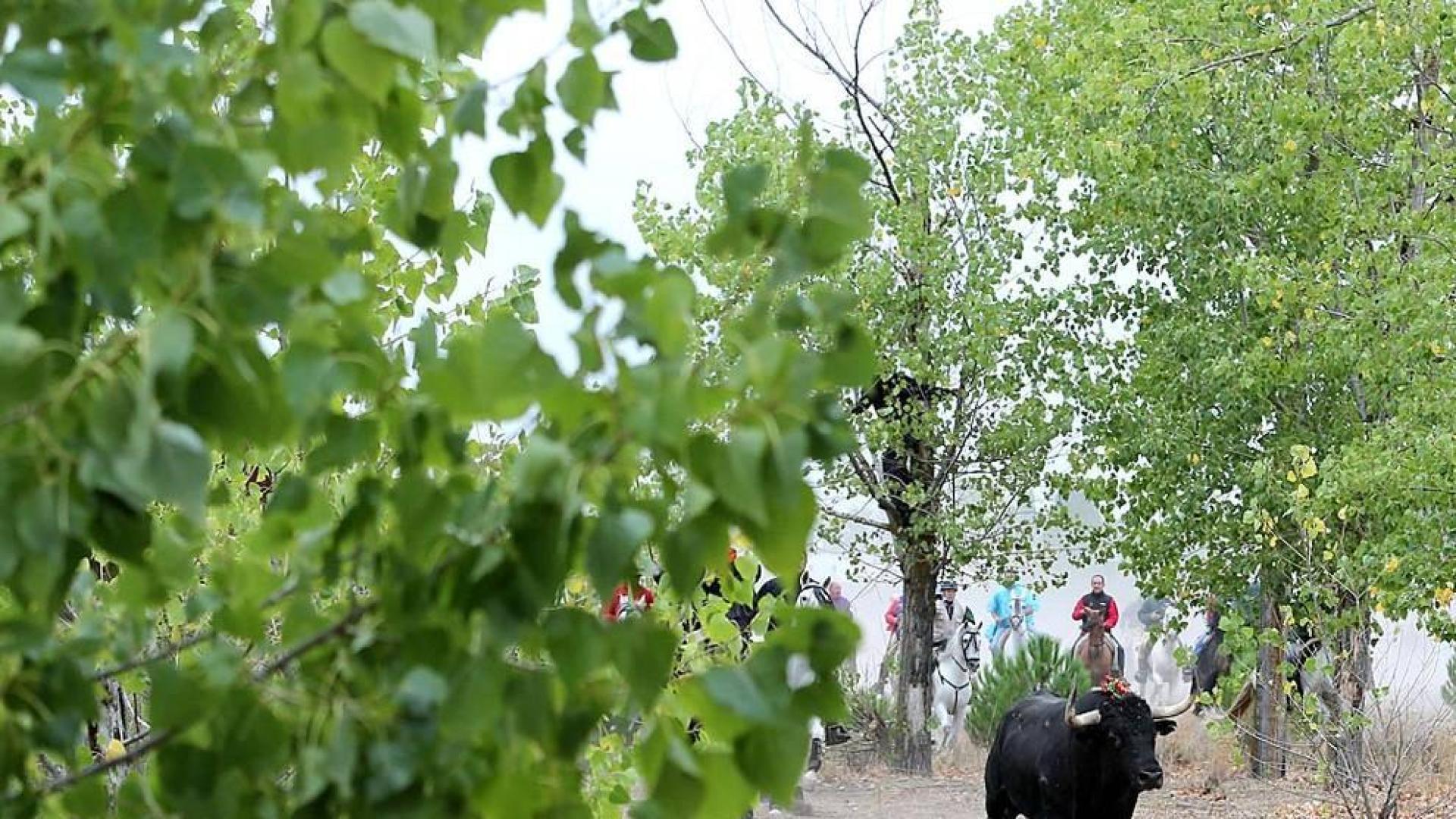 Imágenes del festejo celebrado en la localidad castellanoleonesa y de los enfrentamientos entre partidarios y detractores.