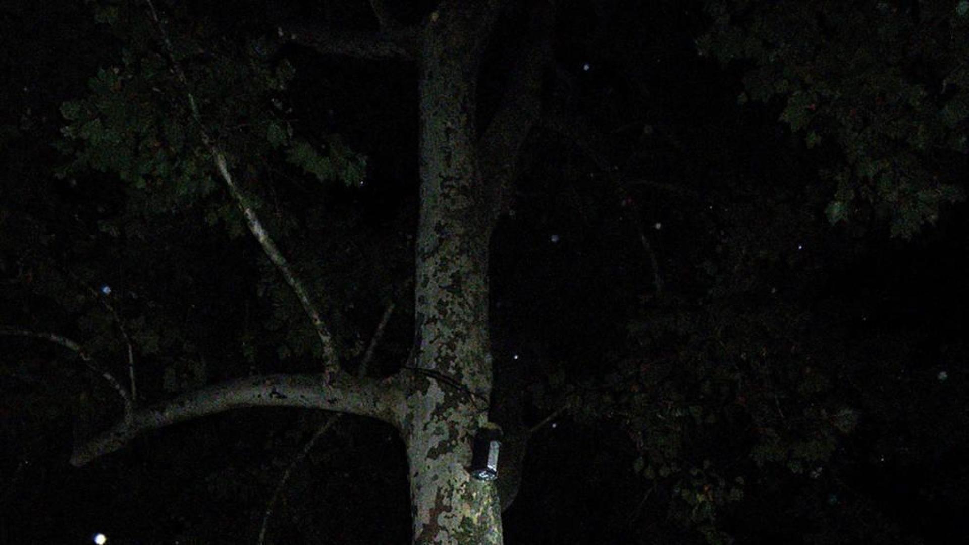 El viernes se celebrará un nuevo paseo nocturno para ver murciélagos