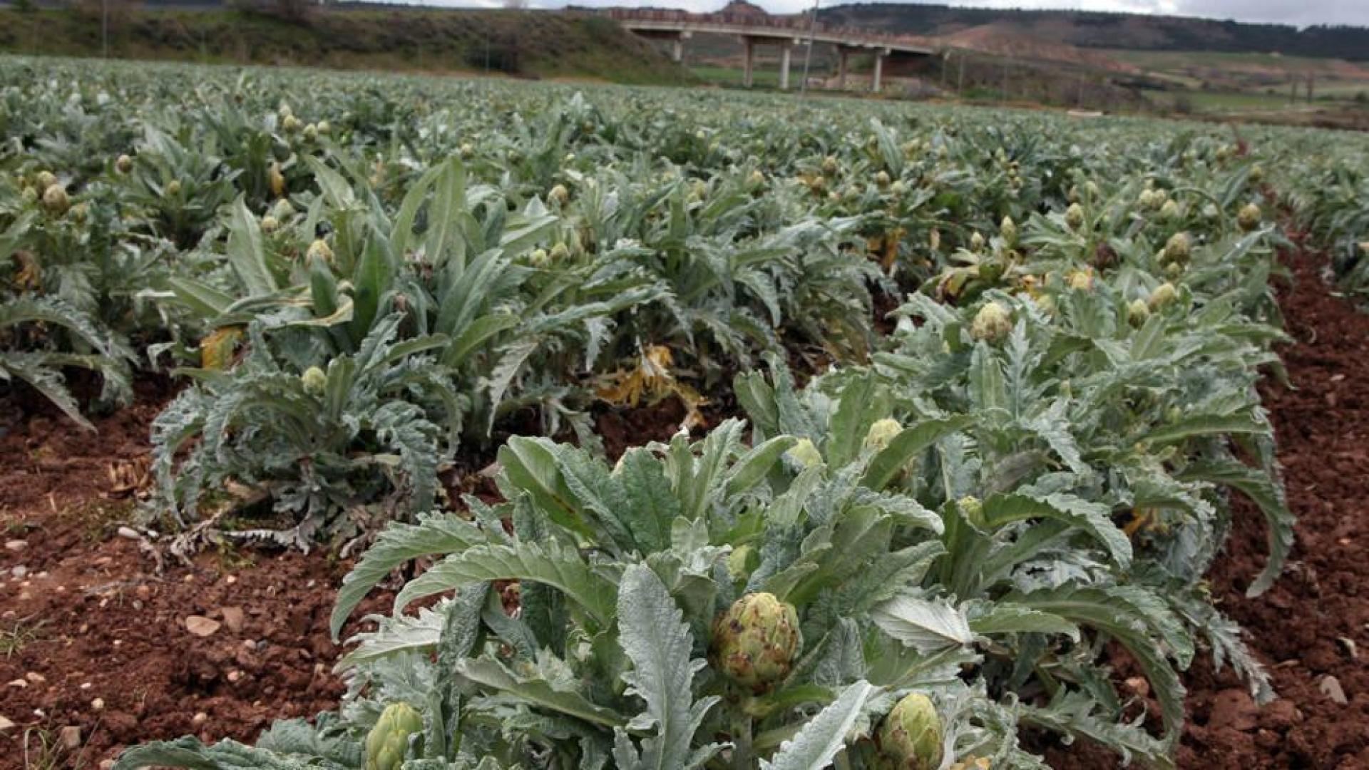 La producción de alcachofa de Tudela en fresco aumenta un 70%