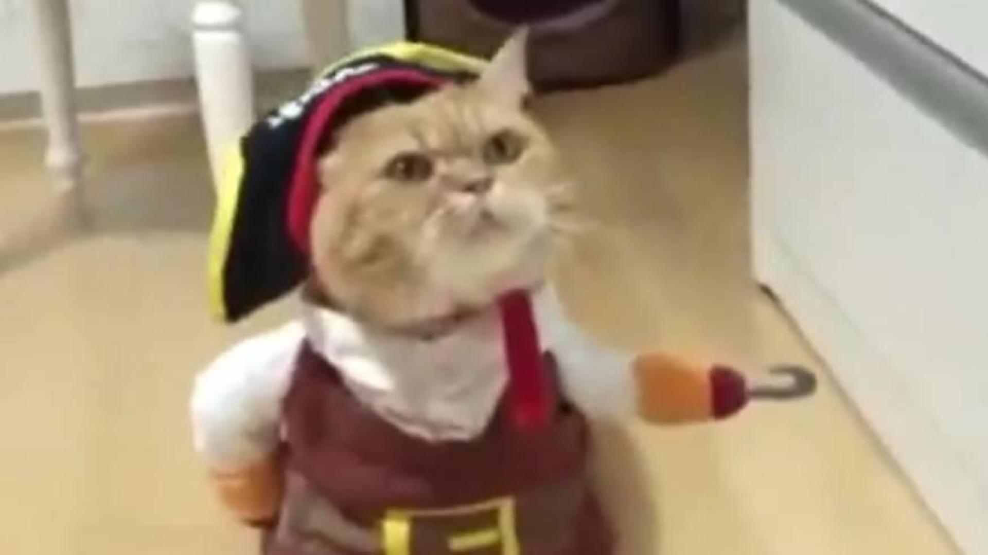 Un gato disfrazado de pirata, la última sensación de internet