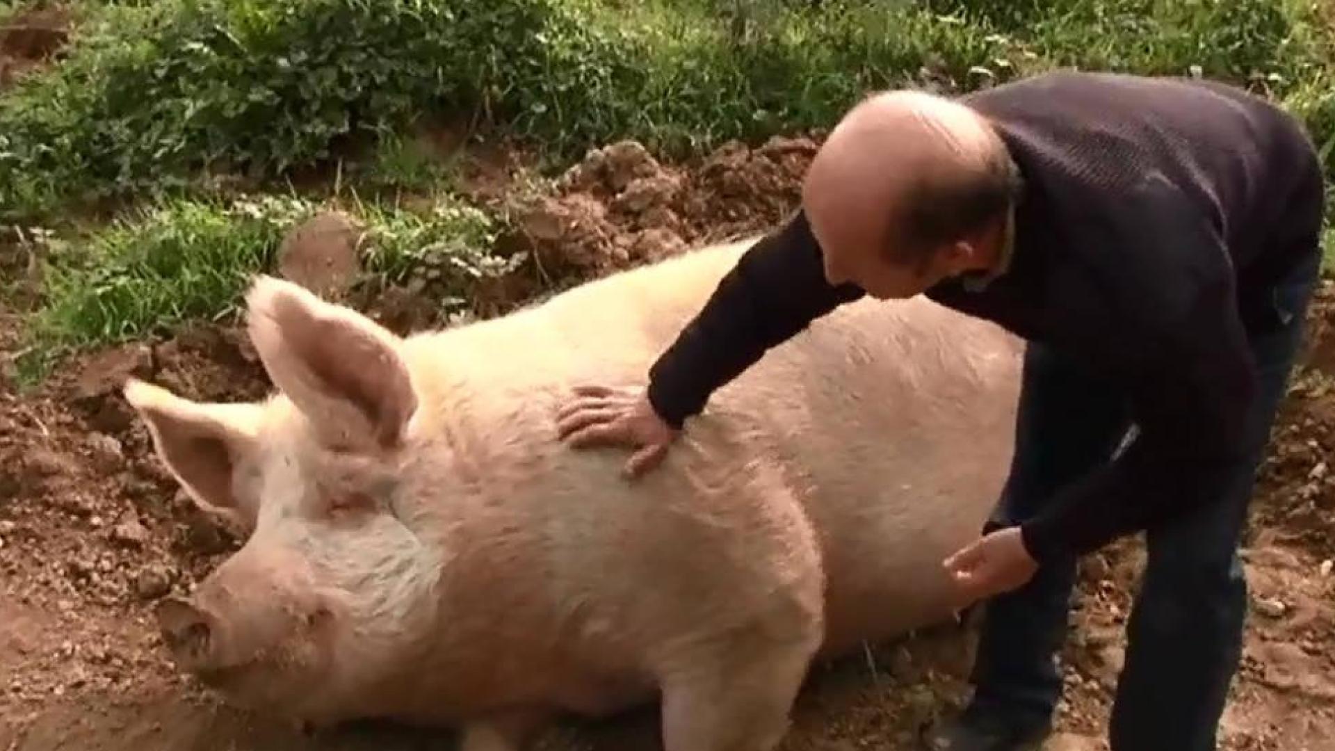 El cerdo más famoso de España