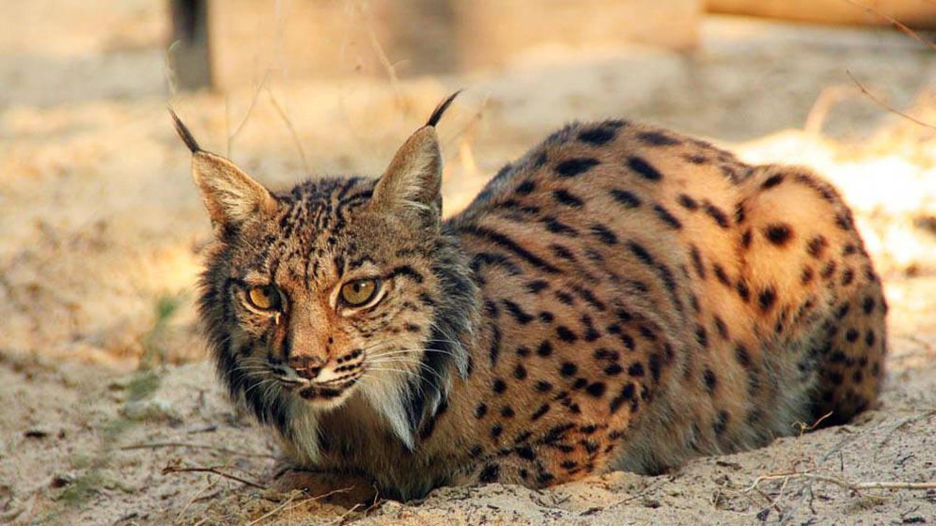 El atropello supone la causa de muerte del 75% de los linces