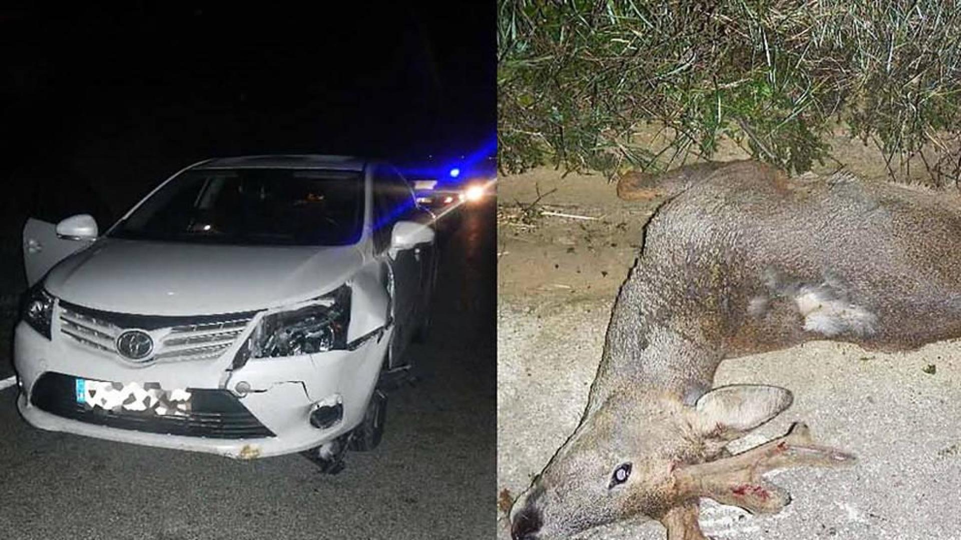 Tres accidentes sin heridos por atropello de animales salvajes
