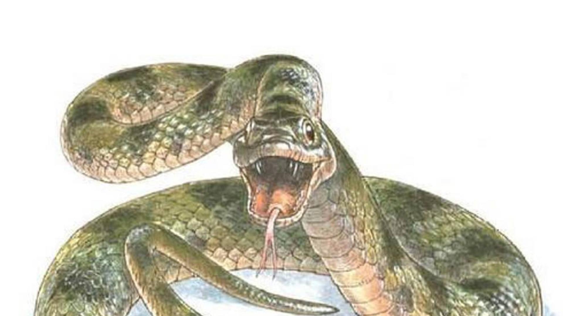 Aspecto de la serpiente de Teruel.