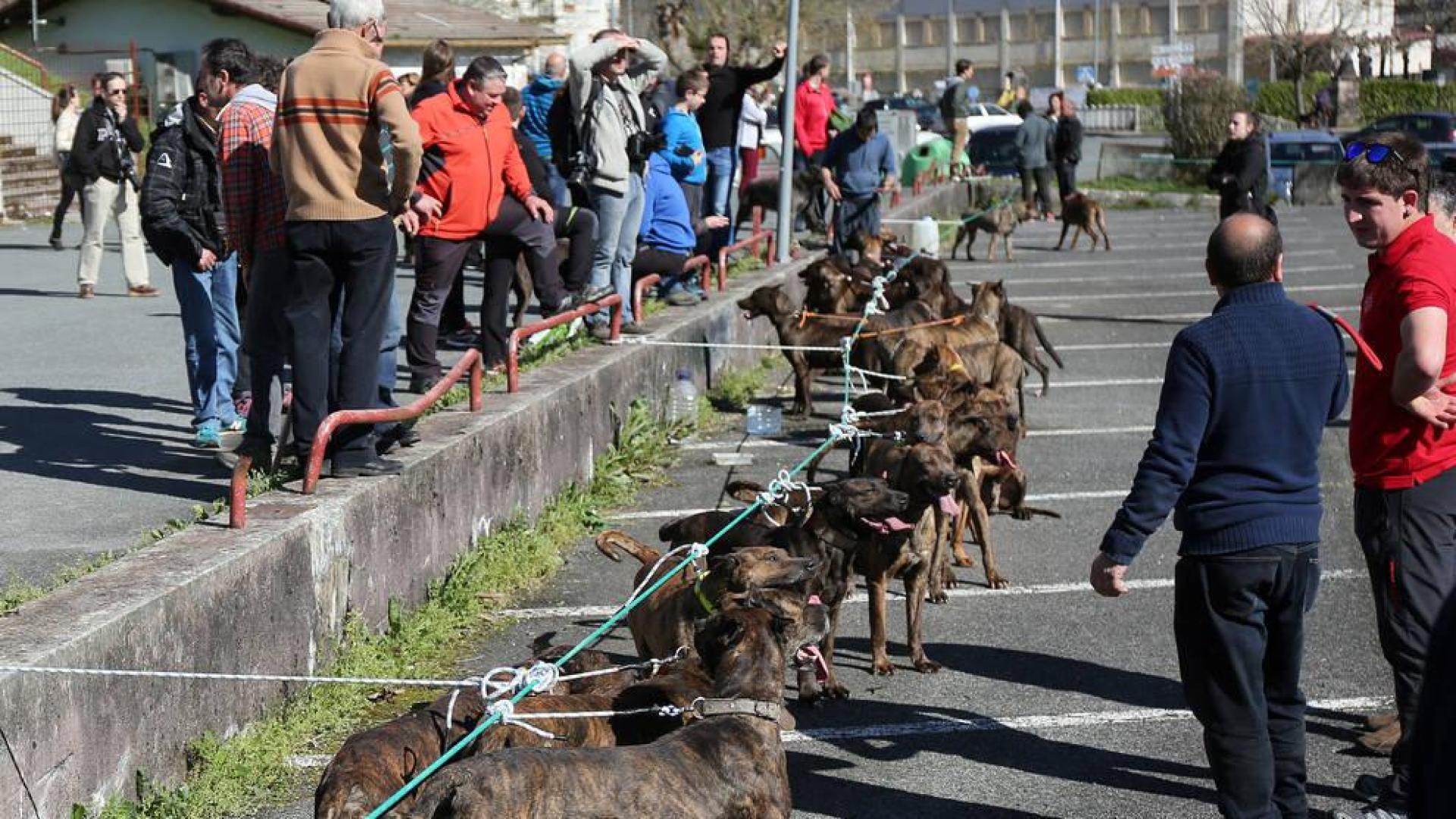 Perros de presa reunidos en Santesteban