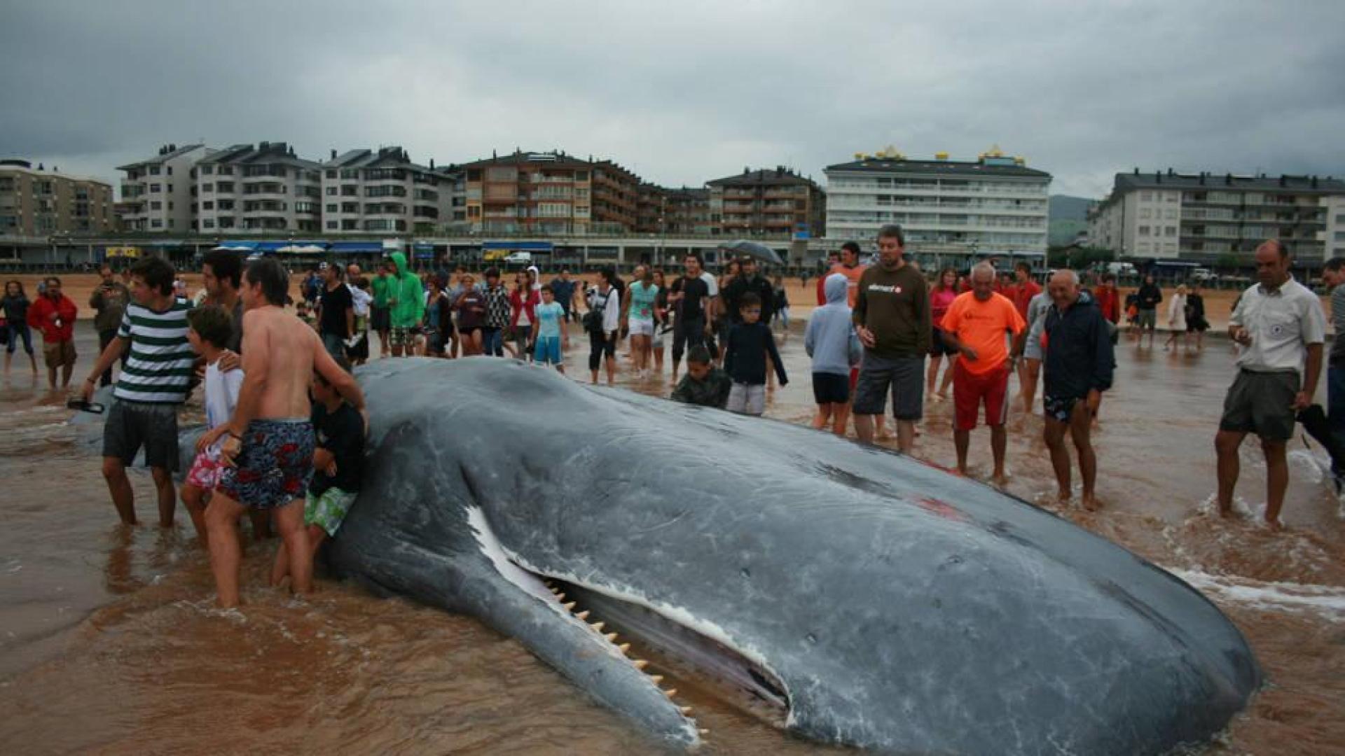Cachalote en la playa de Zarautz.