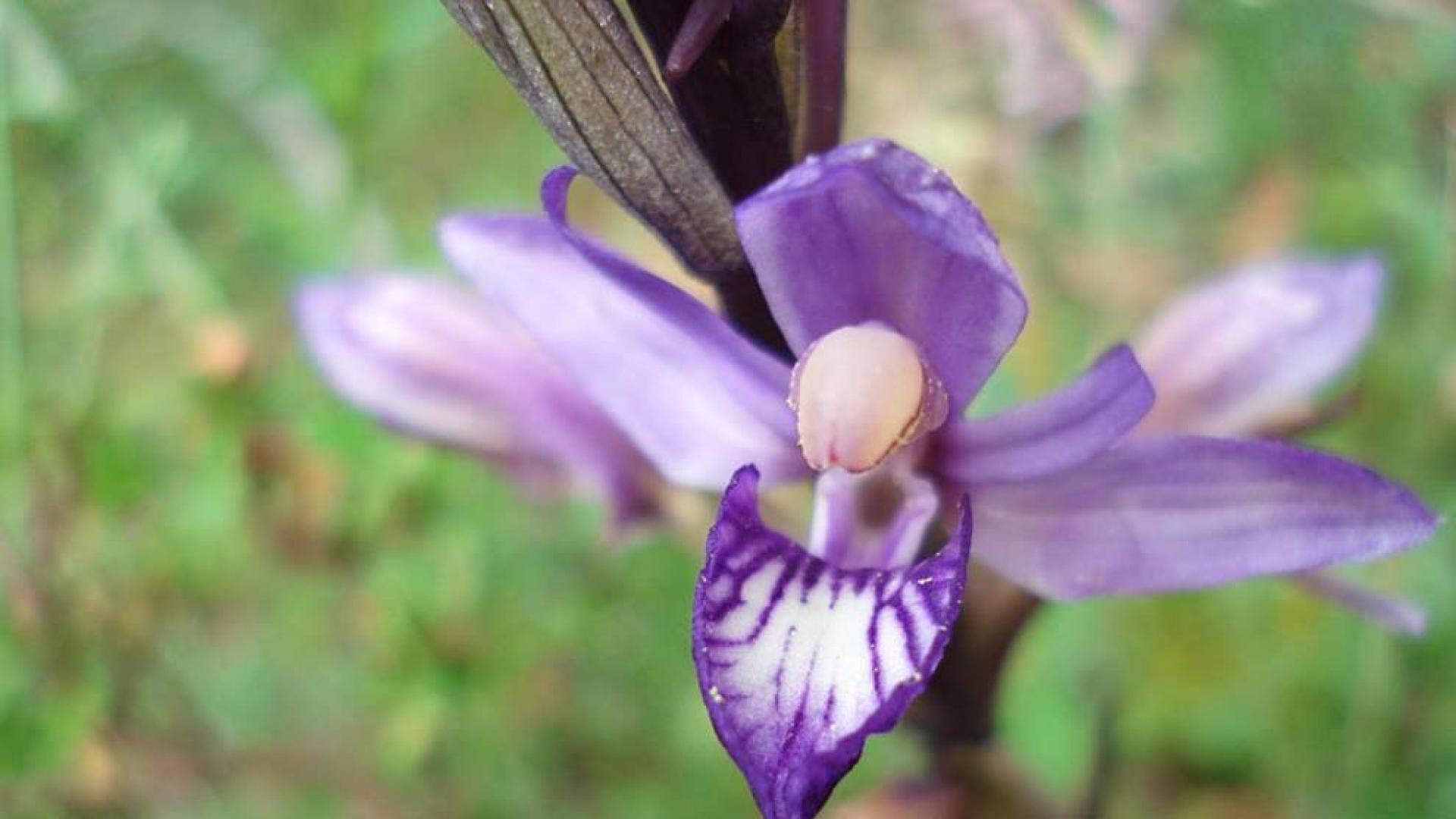 Descubiertas dos nuevas orquídeas en el Amazonía brasileña