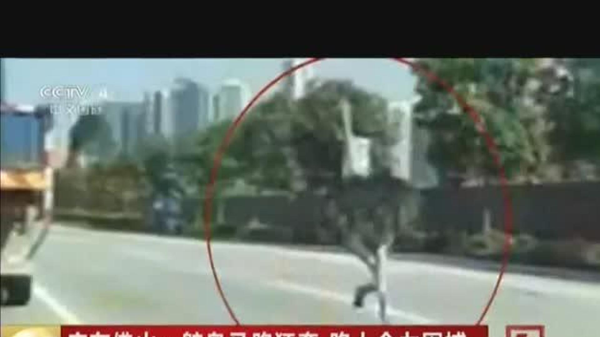 Avestruz a la fuga en China