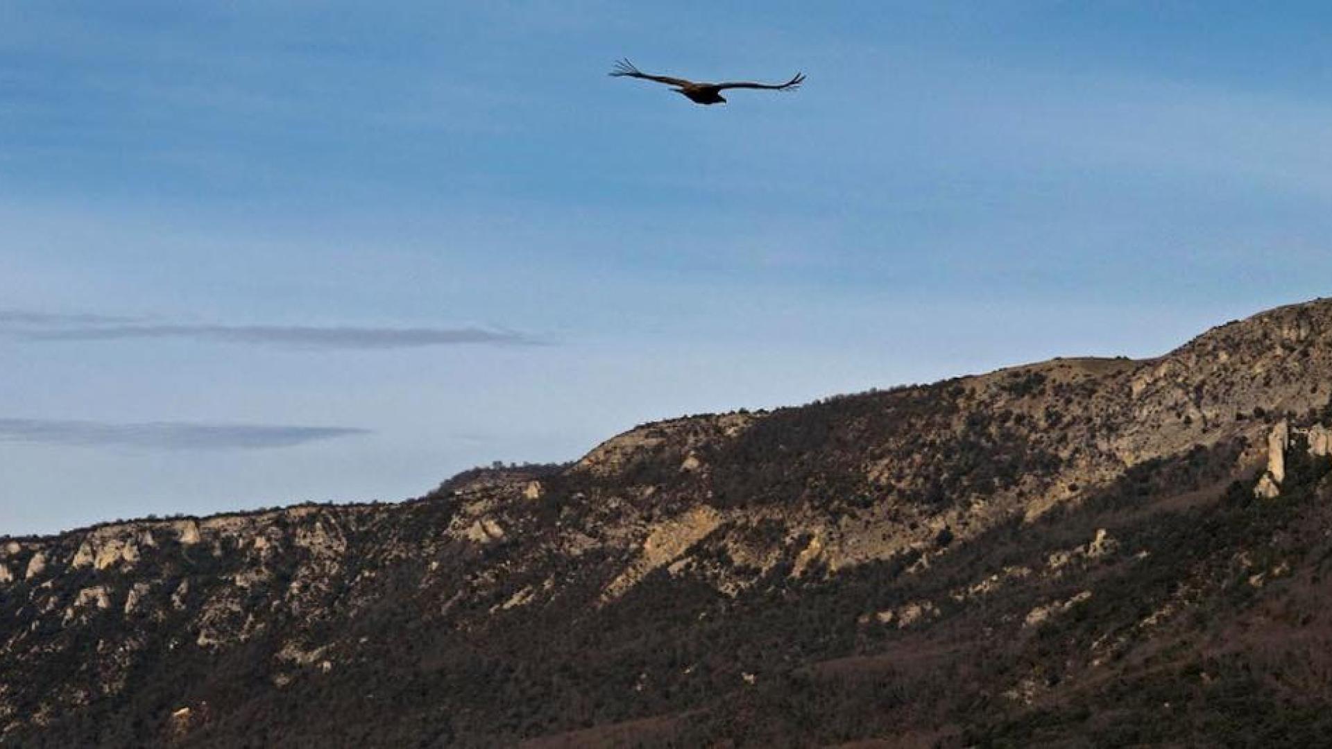 Un buitre, en las peñas de Echávarri
