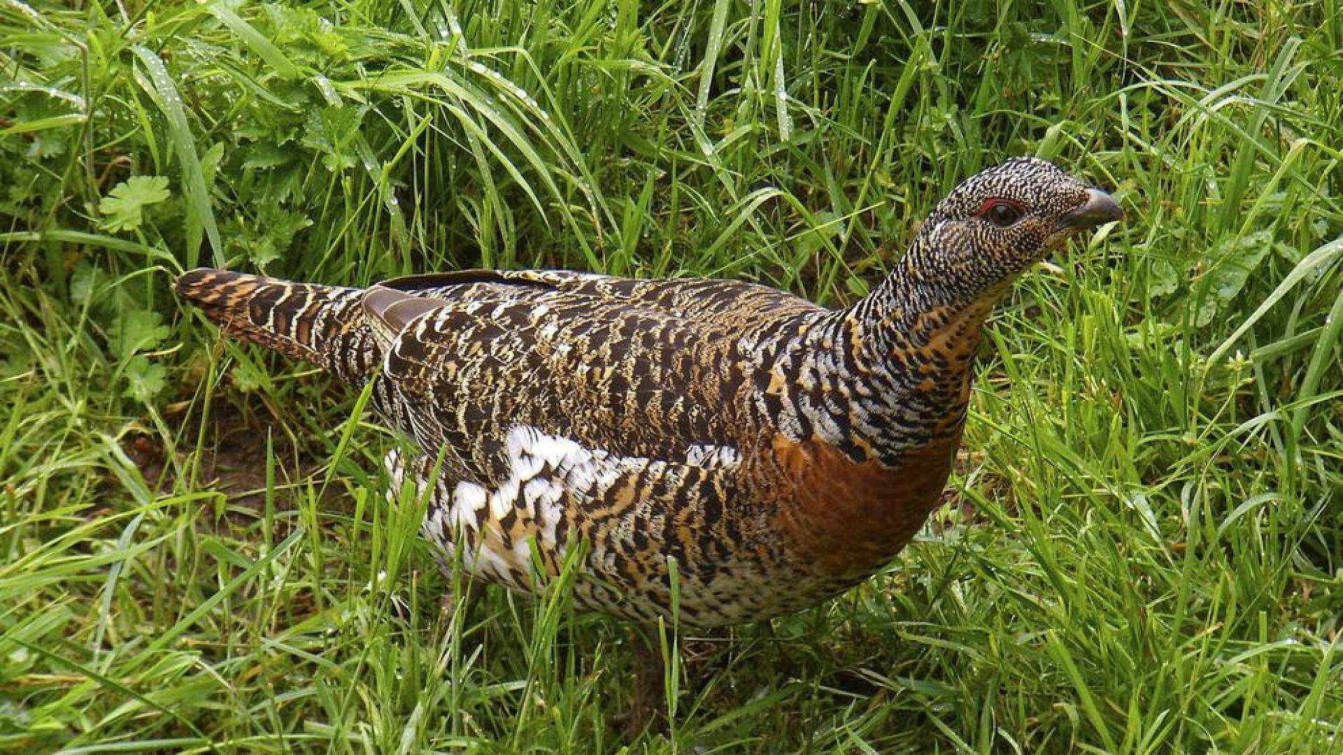 Una hembra de urogallo cantábrico.
