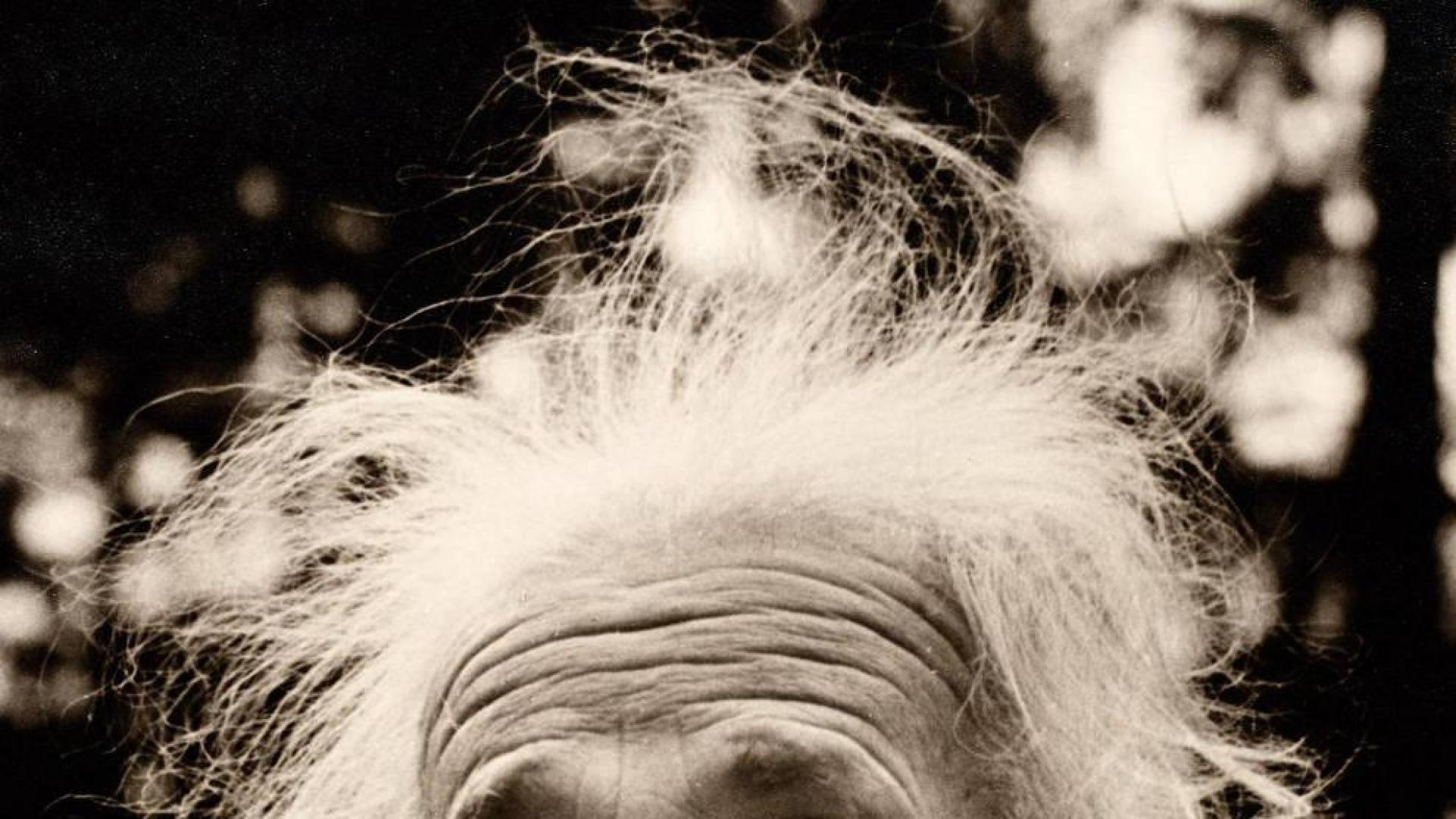 Los años berlineses de Einstein, su vía hacia la consagración