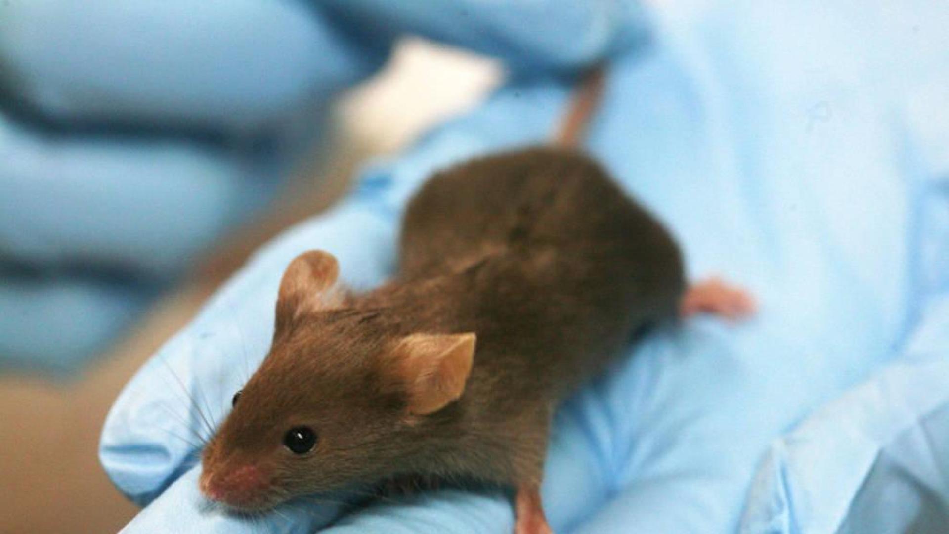 Crean ratones que envejecen más despacio sin tener que modificar su código genético