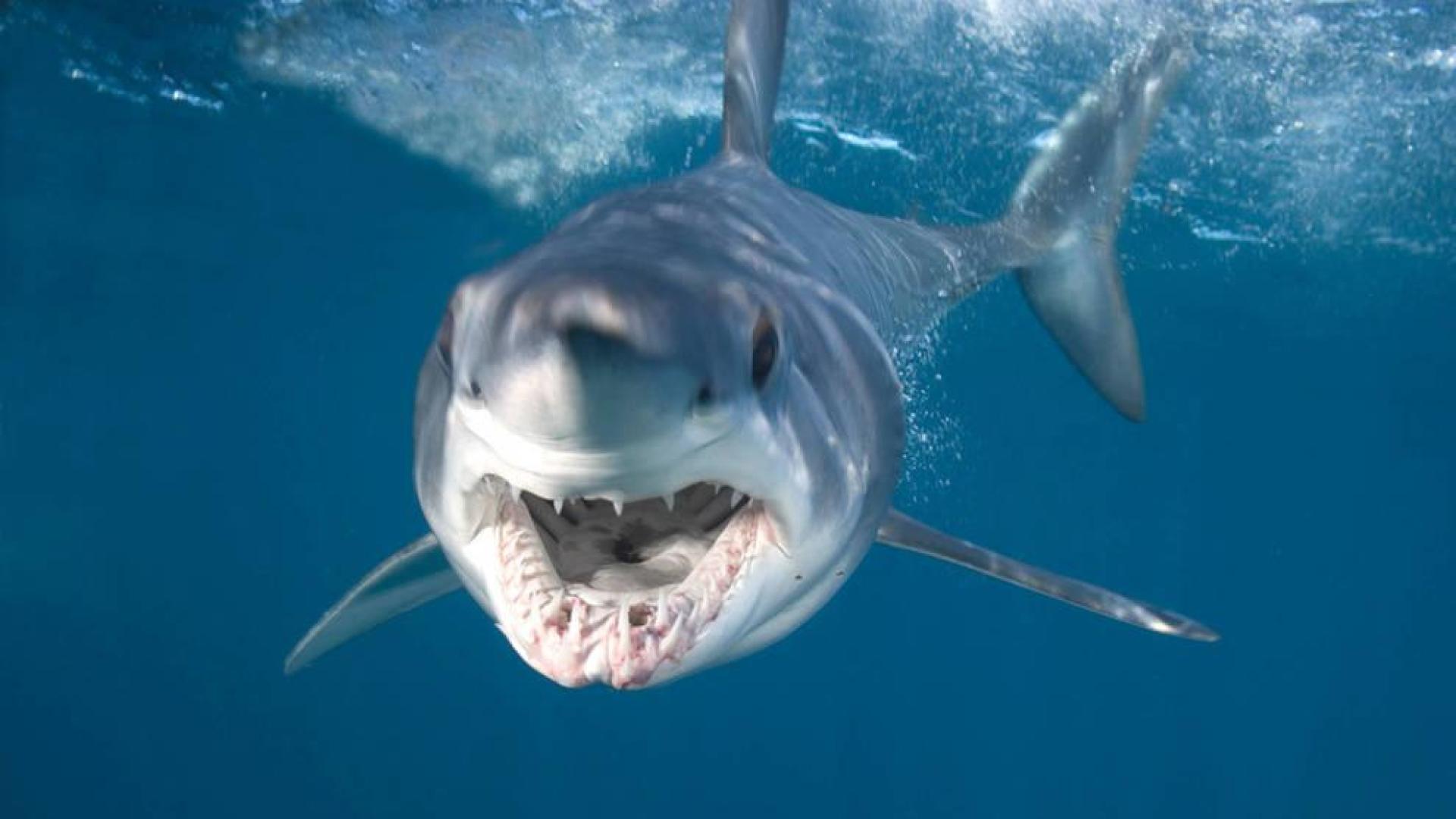 Muere una buceadora al ser atacada por un tiburón en Australia