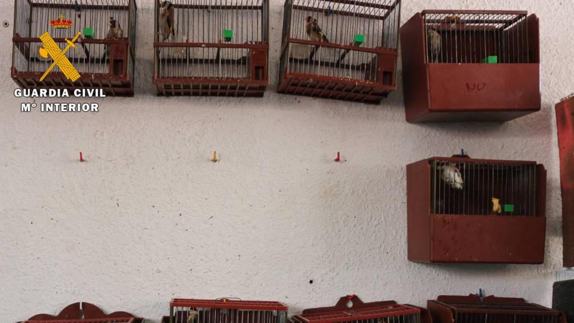 Dos detenidos por enviar jilgueros vivos por mensajería común
