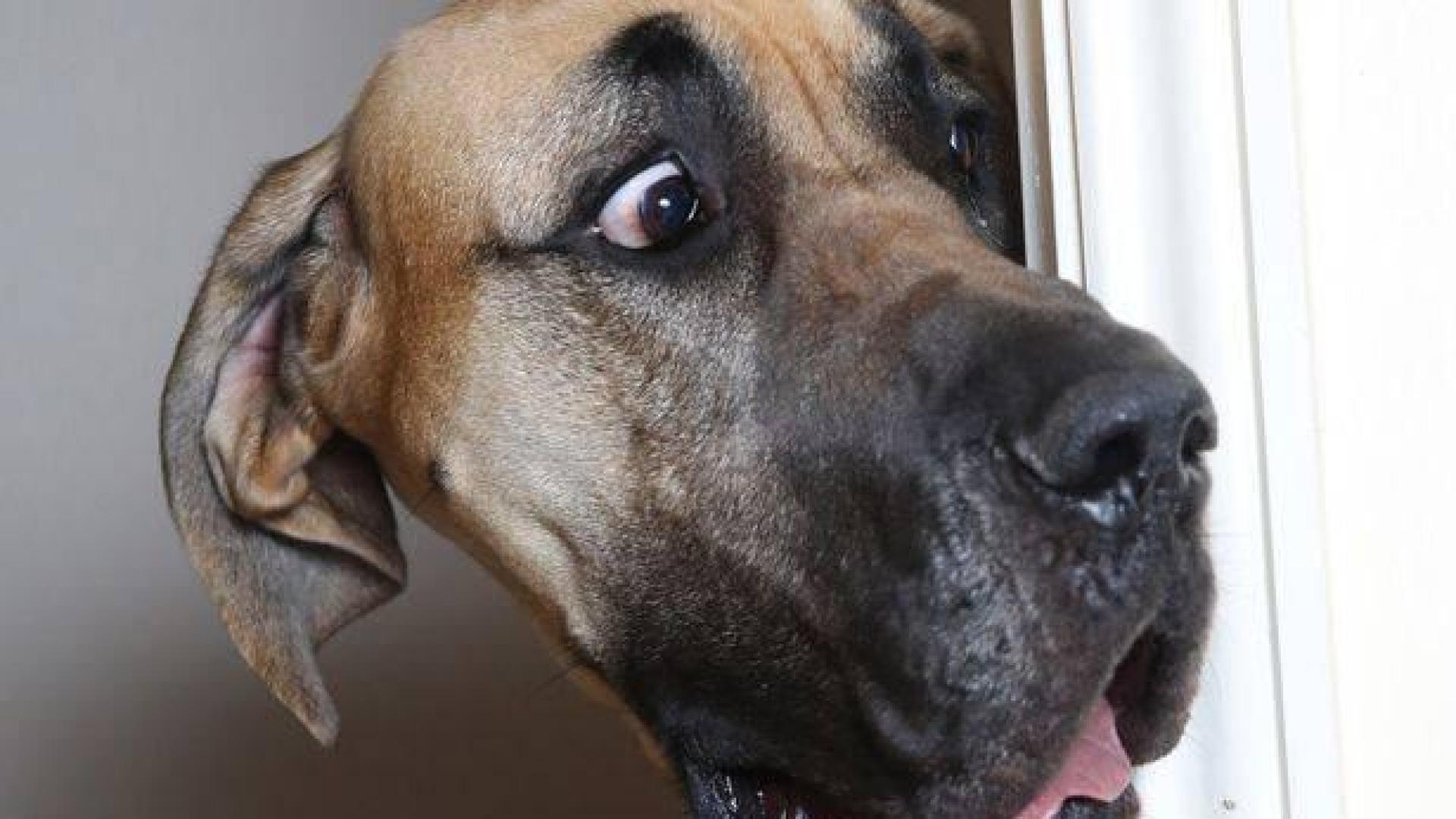 Los niños no son conscientes de los riesgos de acercarse a los perros asustados